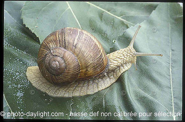 escargot, snail